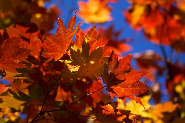 Bouquet of autumn leaves in colors