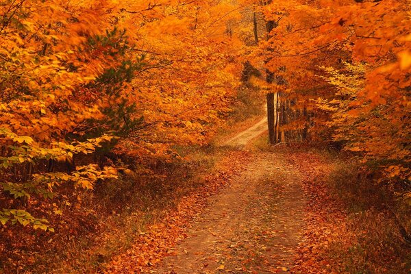 Paisaje de otoño naranja brillante