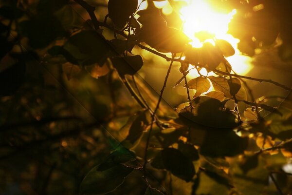 Herbst Sonnenuntergang, nicht sehr helle Sonne, orange Herbststimmung