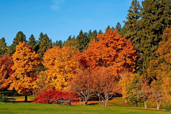 Landschaft des Herbstparks mit dichtem Waldmassiv