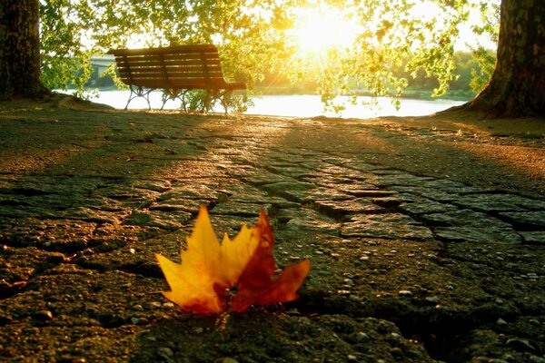 A fallen leaf on the road to the river