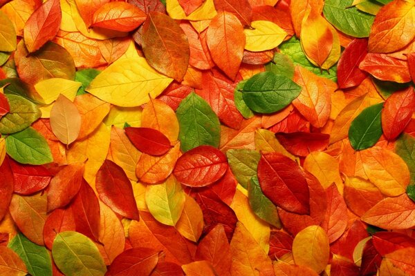 Nature, autumn leaves on the ground