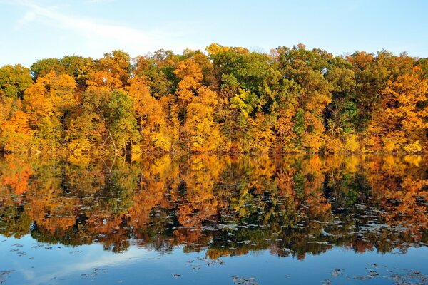 Herbstlandschaft eines dichten Waldes in Wasserreflexion