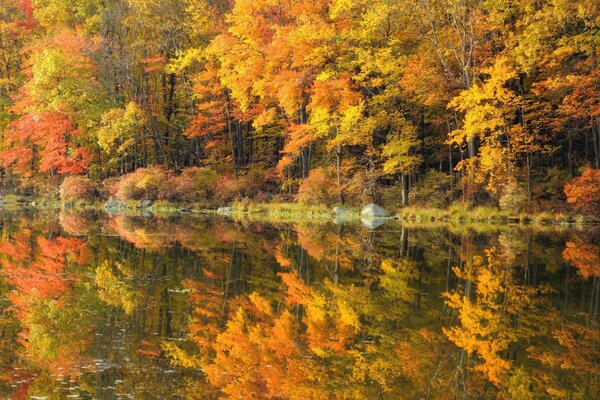 Herbst Bäume auf dem Hintergrund der Oberfläche des Flusses