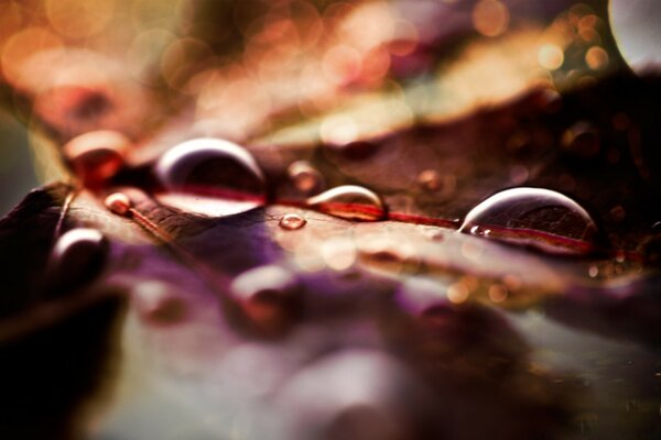 Gouttes de rosée d automne sur une feuille