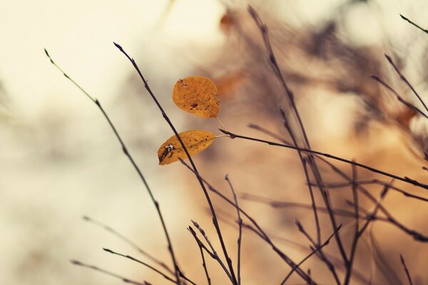 Gros plan des branches en automne