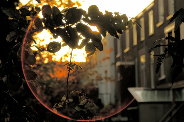 Green leaves of a tree on the background of a building