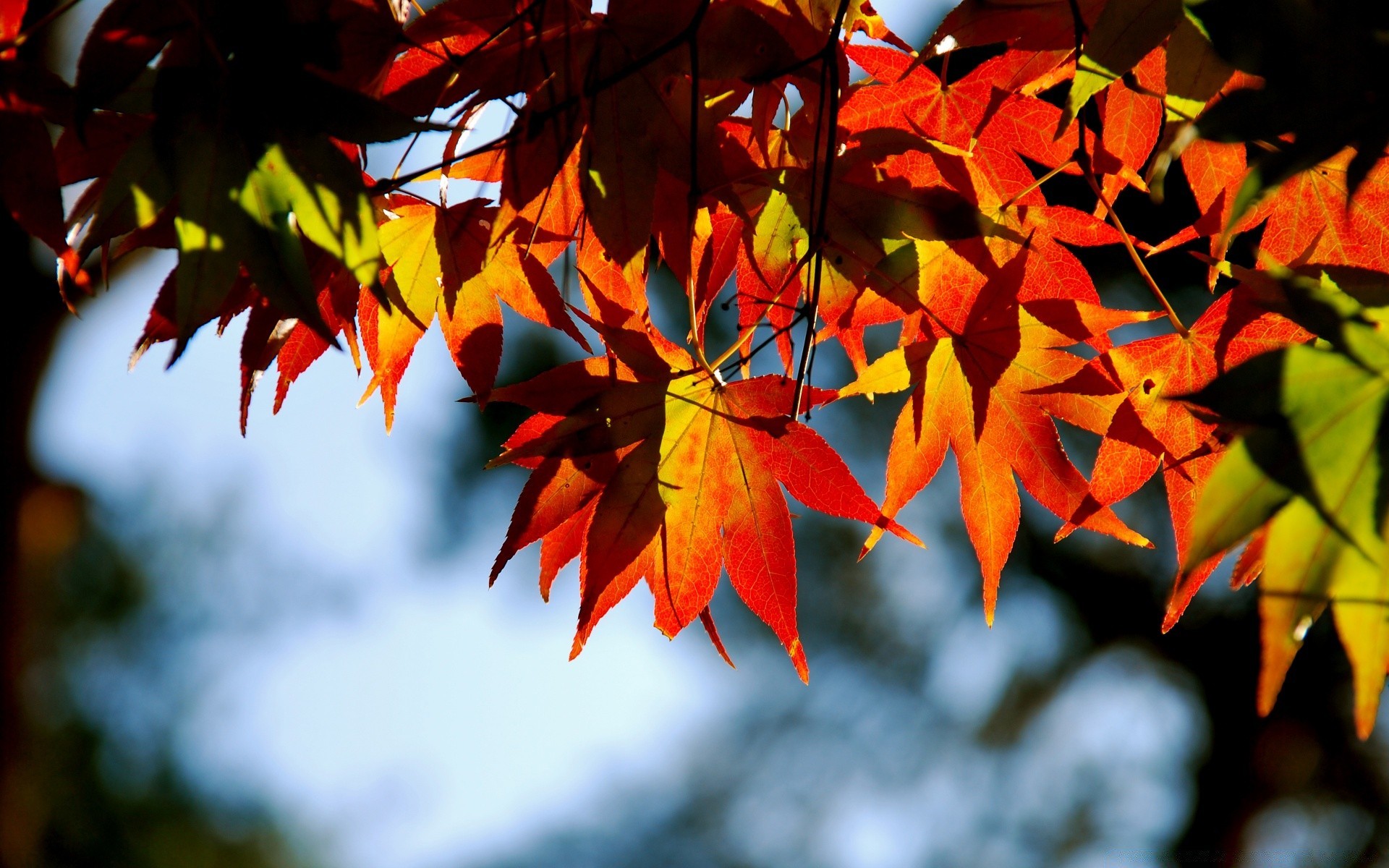 autunno foglia autunno natura albero vivid flora colore esterno maple stagione ramo di legno giardino parco lussureggiante crescita della luce