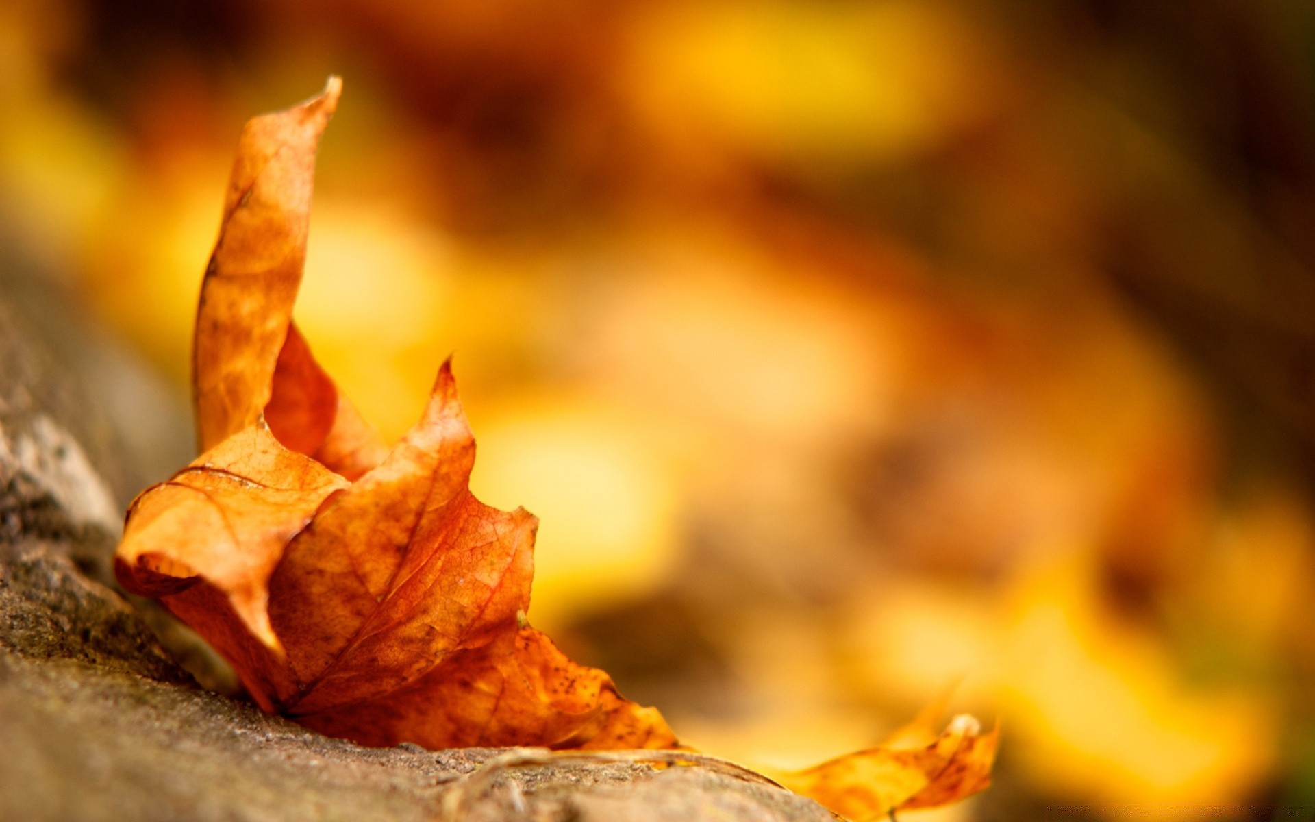 autumn fall leaf nature blur wood gold outdoors dof dry maple flora