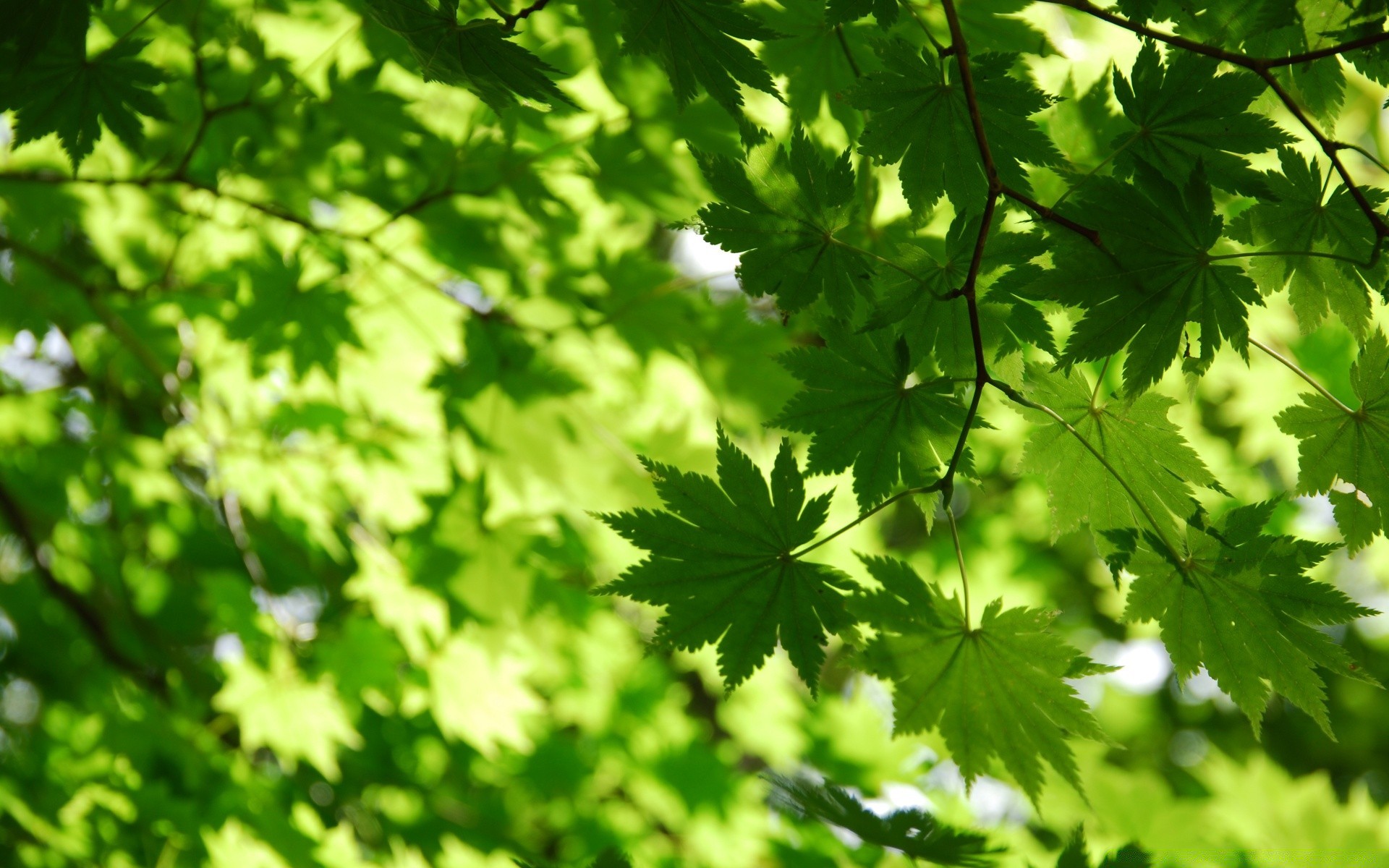 outono folha crescimento natureza flora exuberante brilhante verão ao ar livre ambiente árvore frescura jardim ecologia bom tempo madeira sol