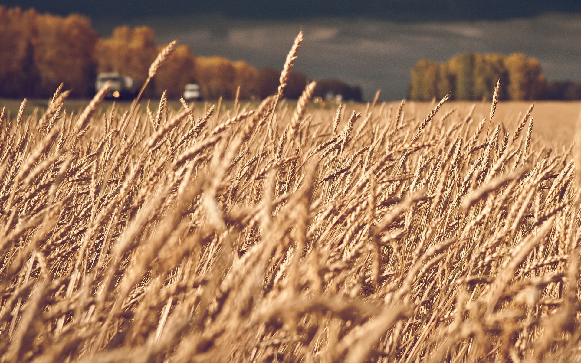 herbst flocken weizen stroh weide mais des ländlichen trocken heu landwirtschaft ernte gold natur bauernhof feld wachstum im freien landschaft herbst gras