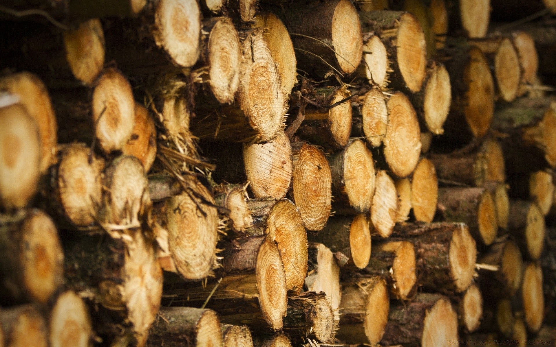 autumn nature food desktop close-up batch agriculture texture wood industry market pattern healthy pile abundance