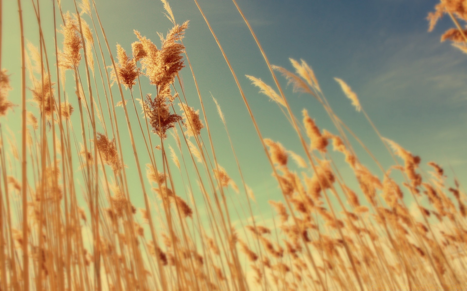 jesień płatki pszenicy natura nasiona suche wiejskie lato flora słoma trzcina pole zbliżenie zbiory pastwisko farma złoto wzrost sezon na zewnątrz