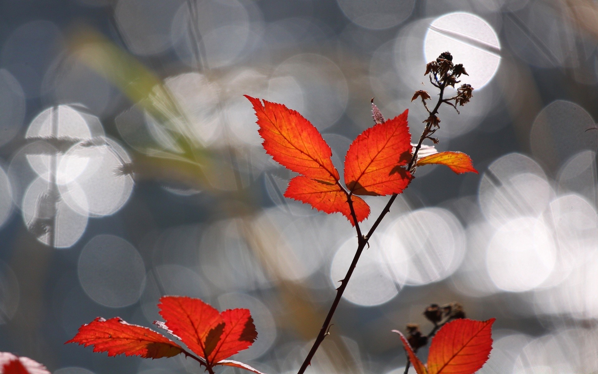 autumn leaf nature outdoors flora fall season color tree garden flower bright light