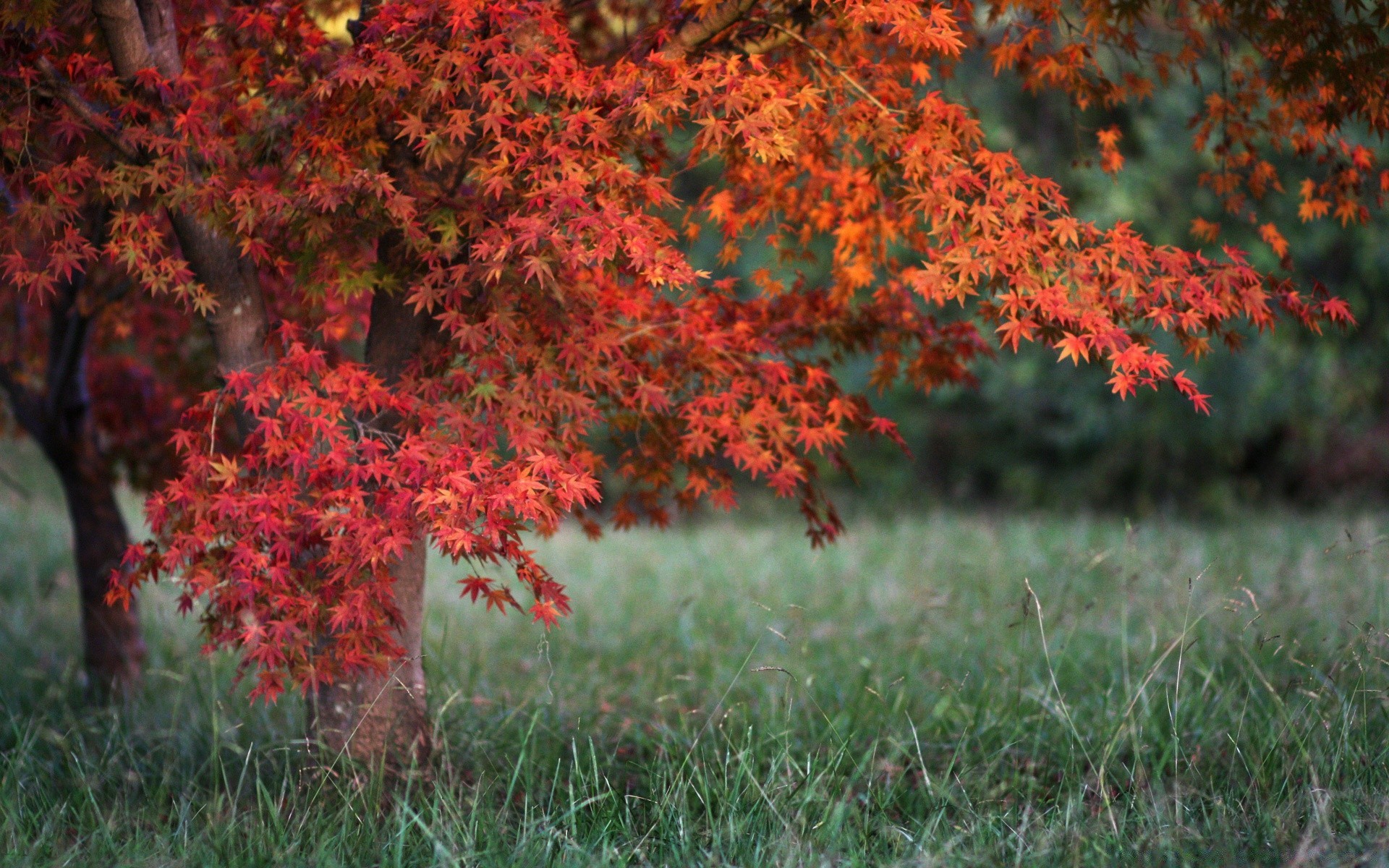 automne feuille automne nature arbre saison parc à l extérieur érable flore couleur jardin lumineux paysage beau temps environnement bois croissance