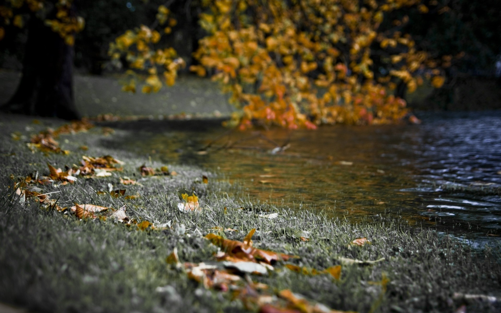 otoño otoño agua hoja al aire libre naturaleza río madera árbol paisaje mojado parque corriente piscina reflexión lago