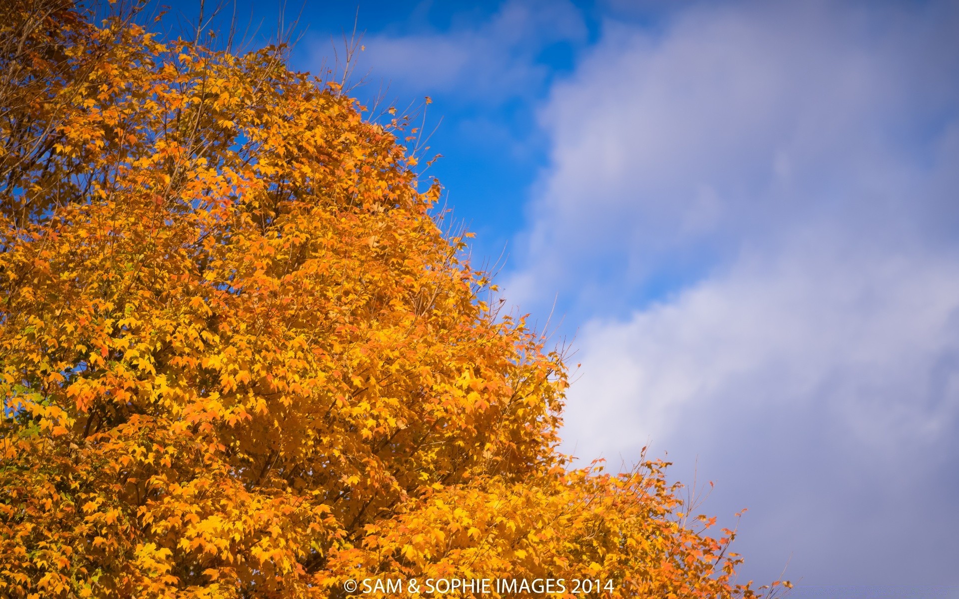 otoño otoño hoja naturaleza árbol temporada paisaje brillante arce al aire libre madera buen tiempo parque oro rama