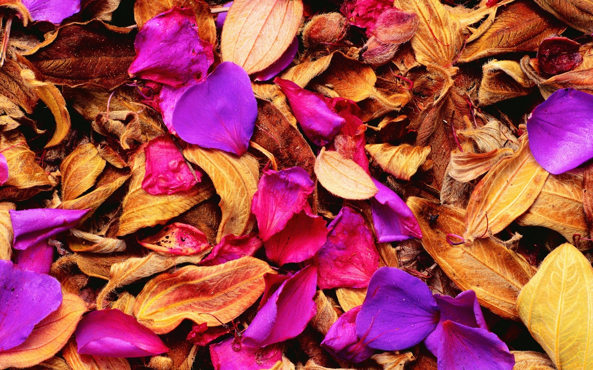 autumn leaf fall nature flora season desktop color close-up dry decoration texture pattern flower bright perfume