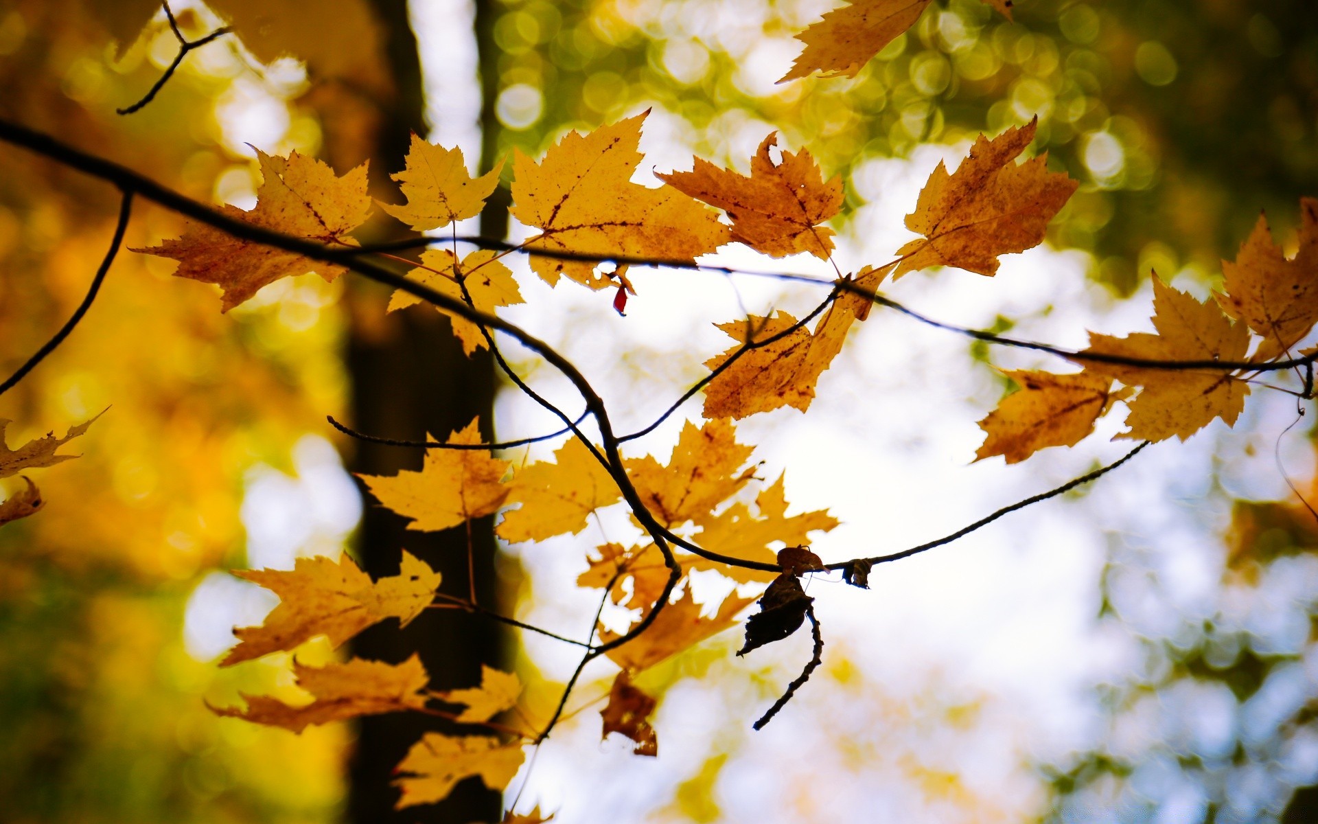 autumn leaf fall maple tree season nature branch color park wood gold bright flora fair weather sun outdoors landscape growth environment