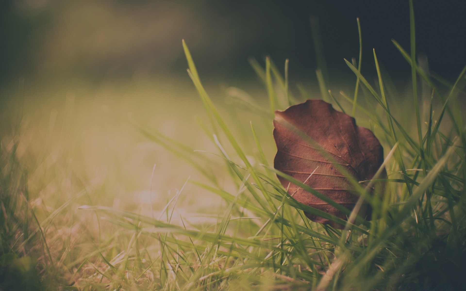 herbst gras natur im freien umwelt essen unschärfe blatt gazoo wasser holz