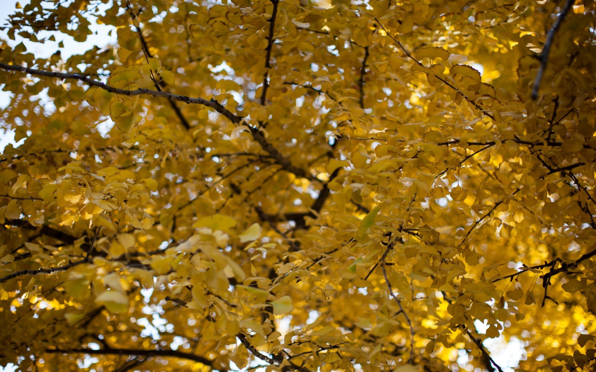 autunno autunno foglia oro stagione albero acero parco ramo luminoso natura paesaggio legno bel tempo lussureggiante colore ambiente sole cambiamento all aperto