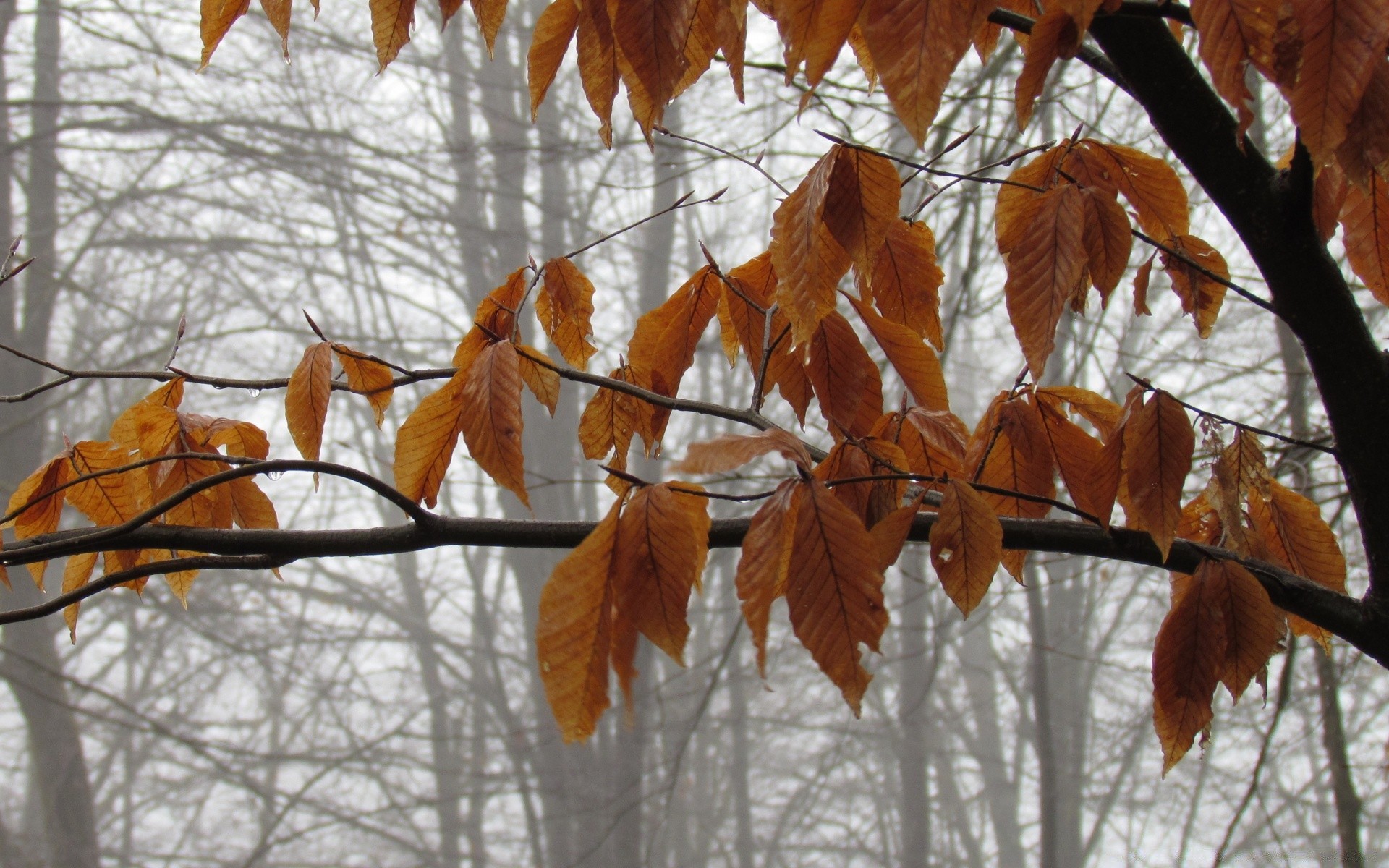 autumn fall leaf tree season branch nature outdoors wood winter maple change bright park weather fair weather flora frost color gold