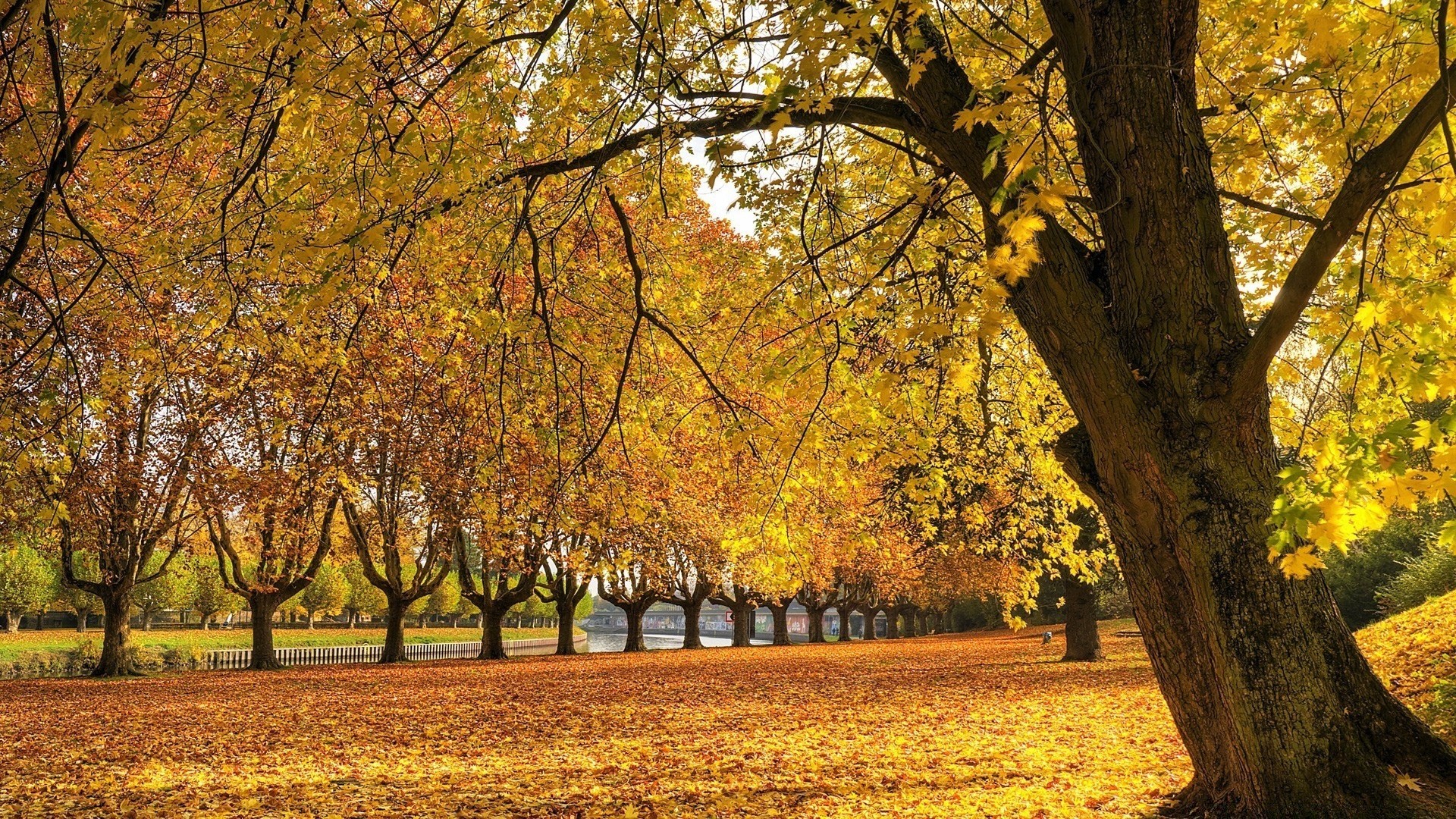 autumn fall tree leaf season park landscape maple wood branch gold scenic nature scene scenery guidance environment bright outdoors fair weather color