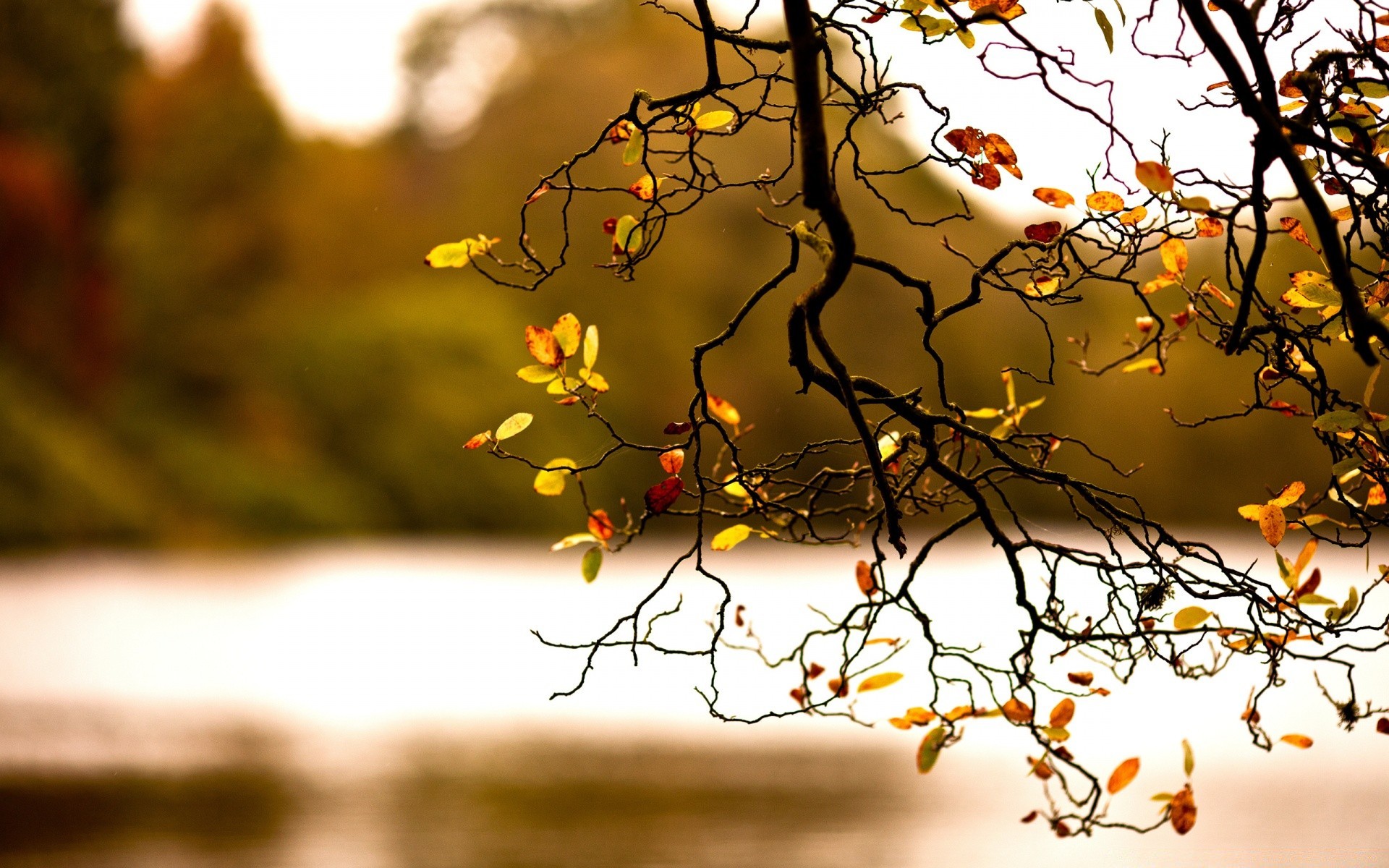 autumn tree fall branch nature season leaf desktop sun gold color light landscape flora fair weather outdoors wood dawn environment flower