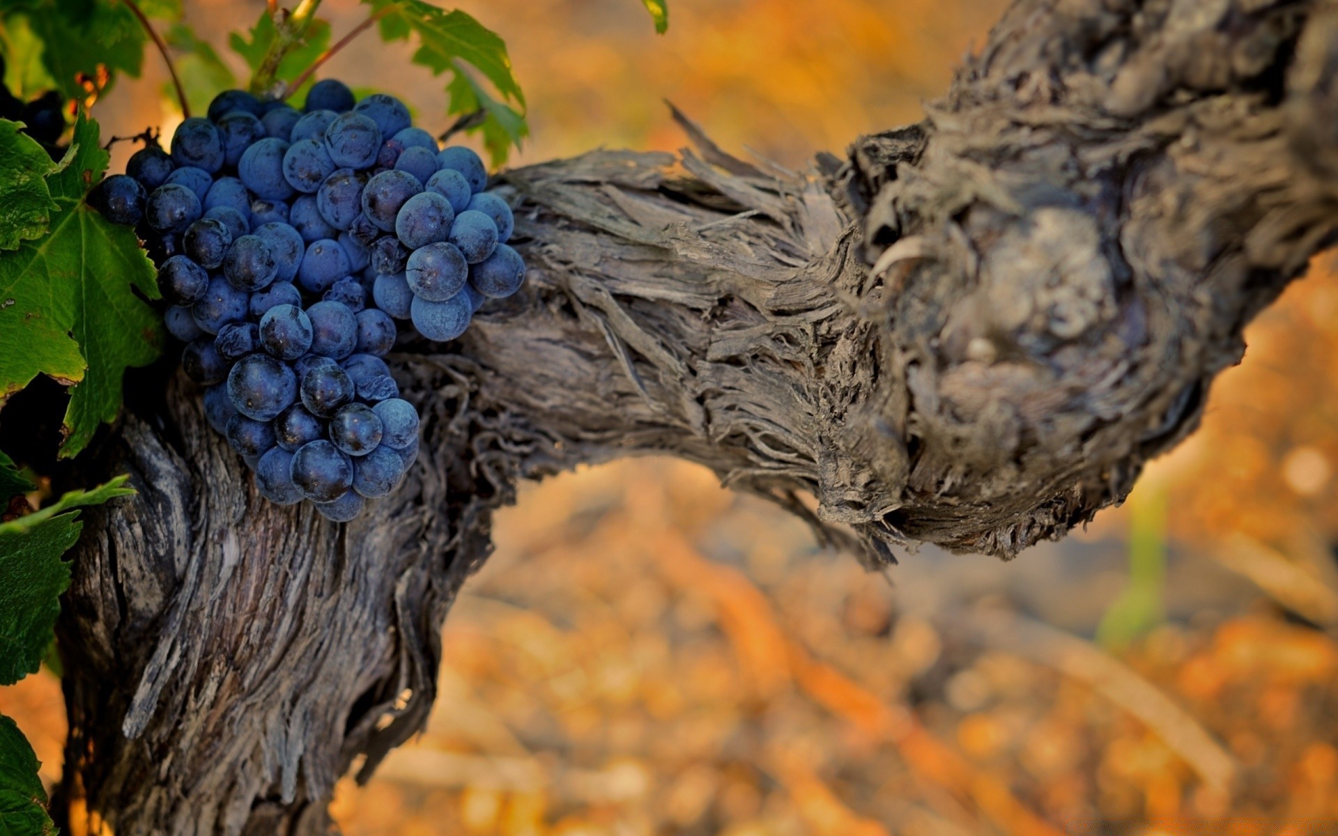 outono natureza árvore outono ao ar livre flora madeira folha fruta uva vine temporada verão ramo