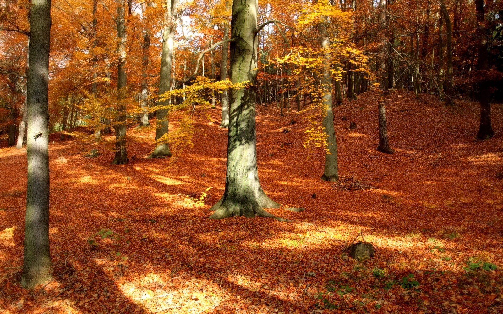 herbst herbst blatt holz holz natur landschaft park guide saison im freien gutes wetter licht landschaftlich fußweg umwelt zweig flora gold üppig