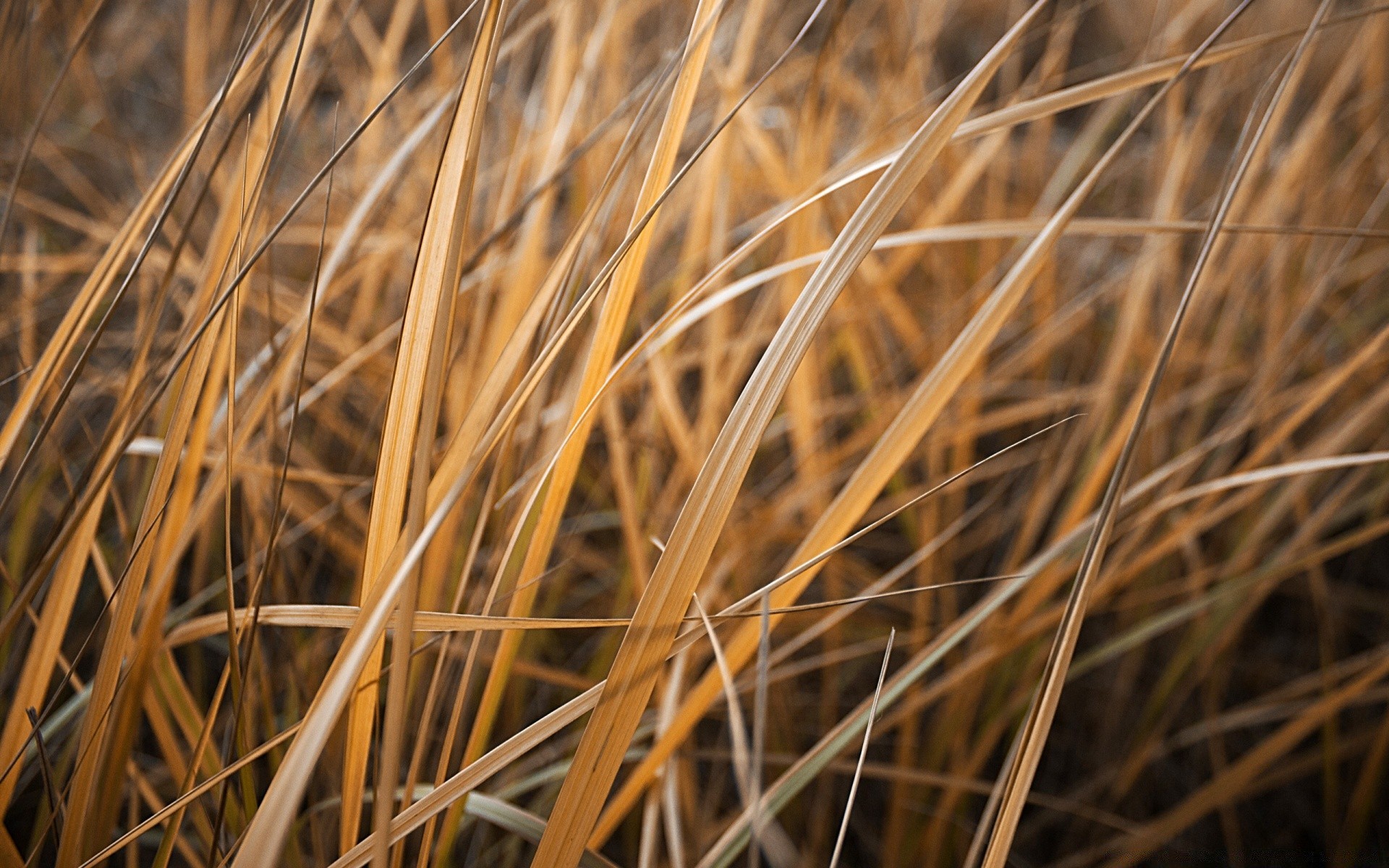 otoño naturaleza hierba oro heno seco paja al aire libre