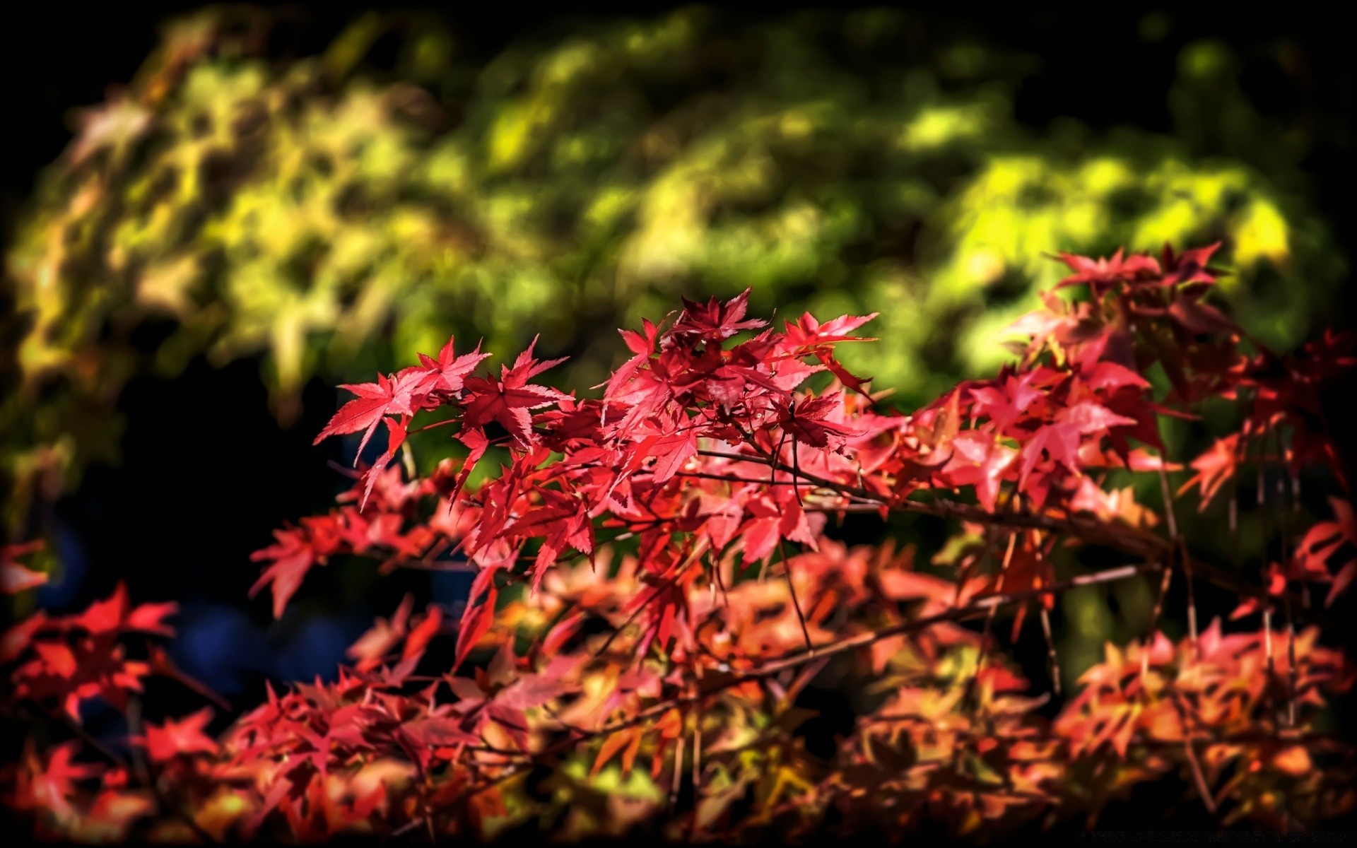 autumn leaf fall nature tree season flora maple outdoors park bright color wood garden growth fair weather