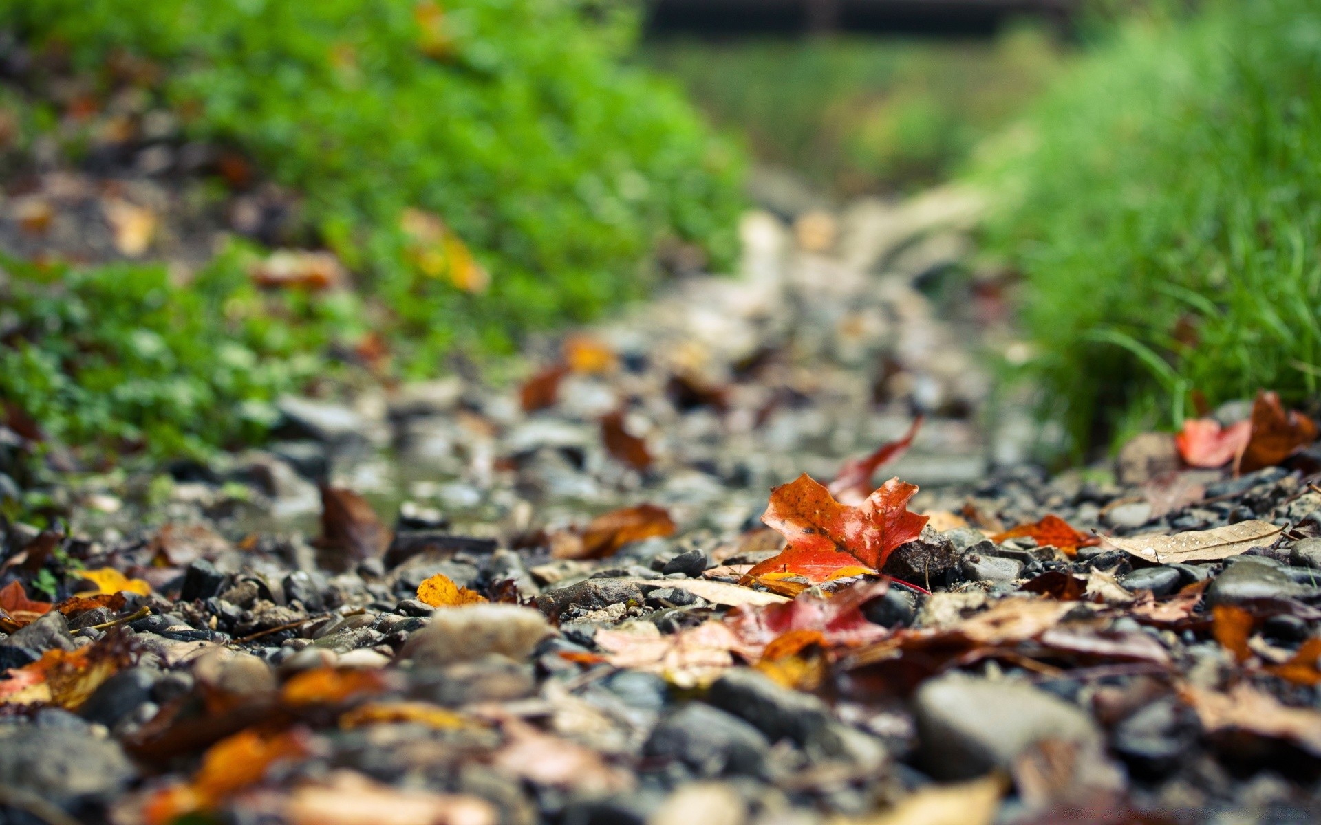 autumn leaf fall nature outdoors flora environment ground desktop garden season color food close-up wood