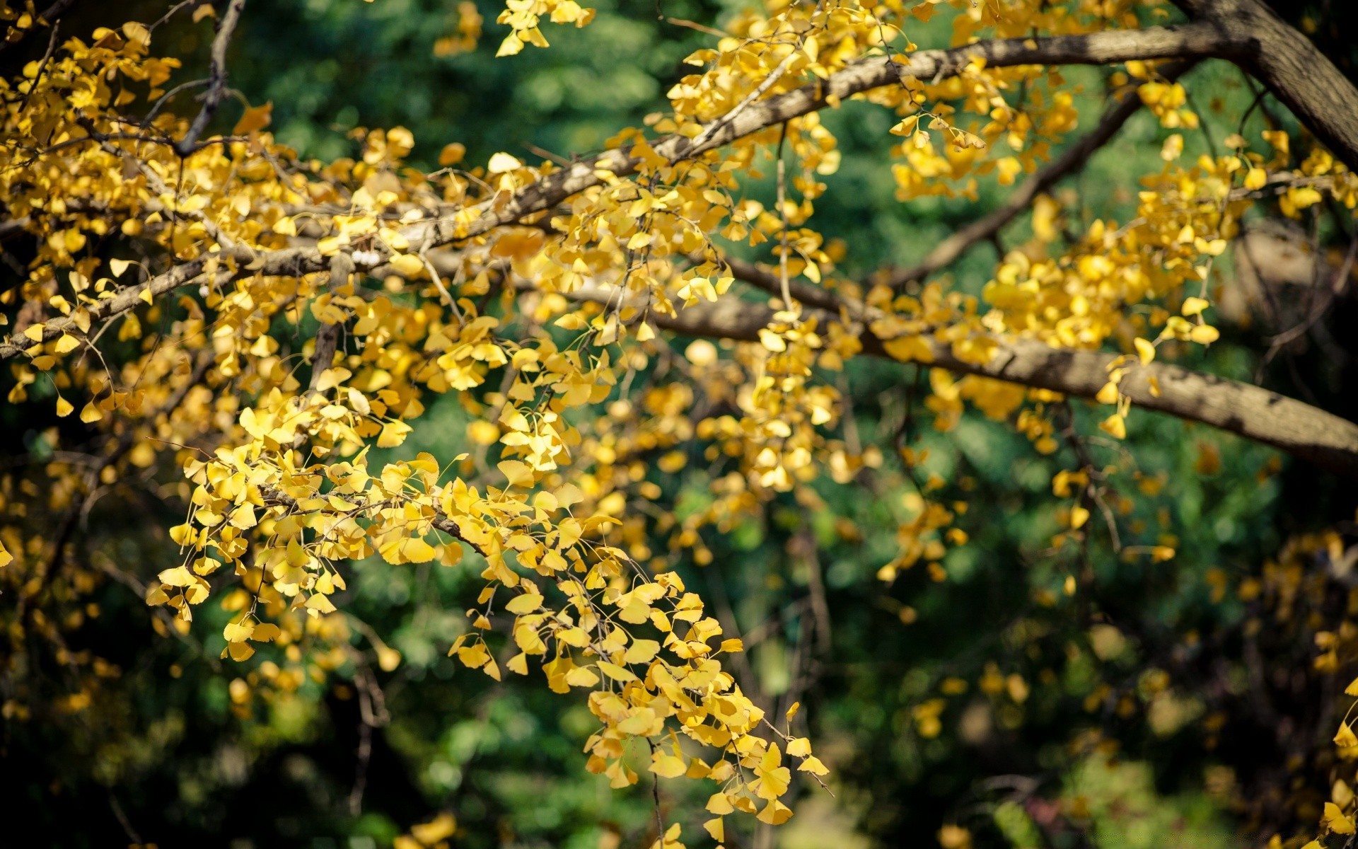 automne arbre flore nature branche feuille fleur jardin saison bluming croissance fruits couleur gros plan à l extérieur floral environnement botanique arbuste agriculture