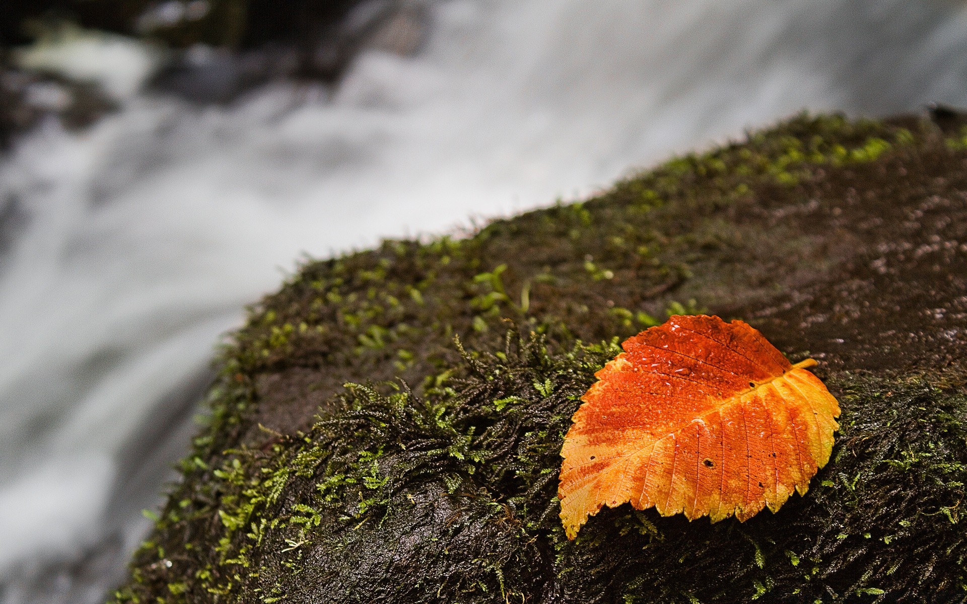 herbst moos herbst natur im freien blatt holz pilz unschärfe baum wachstum tageslicht