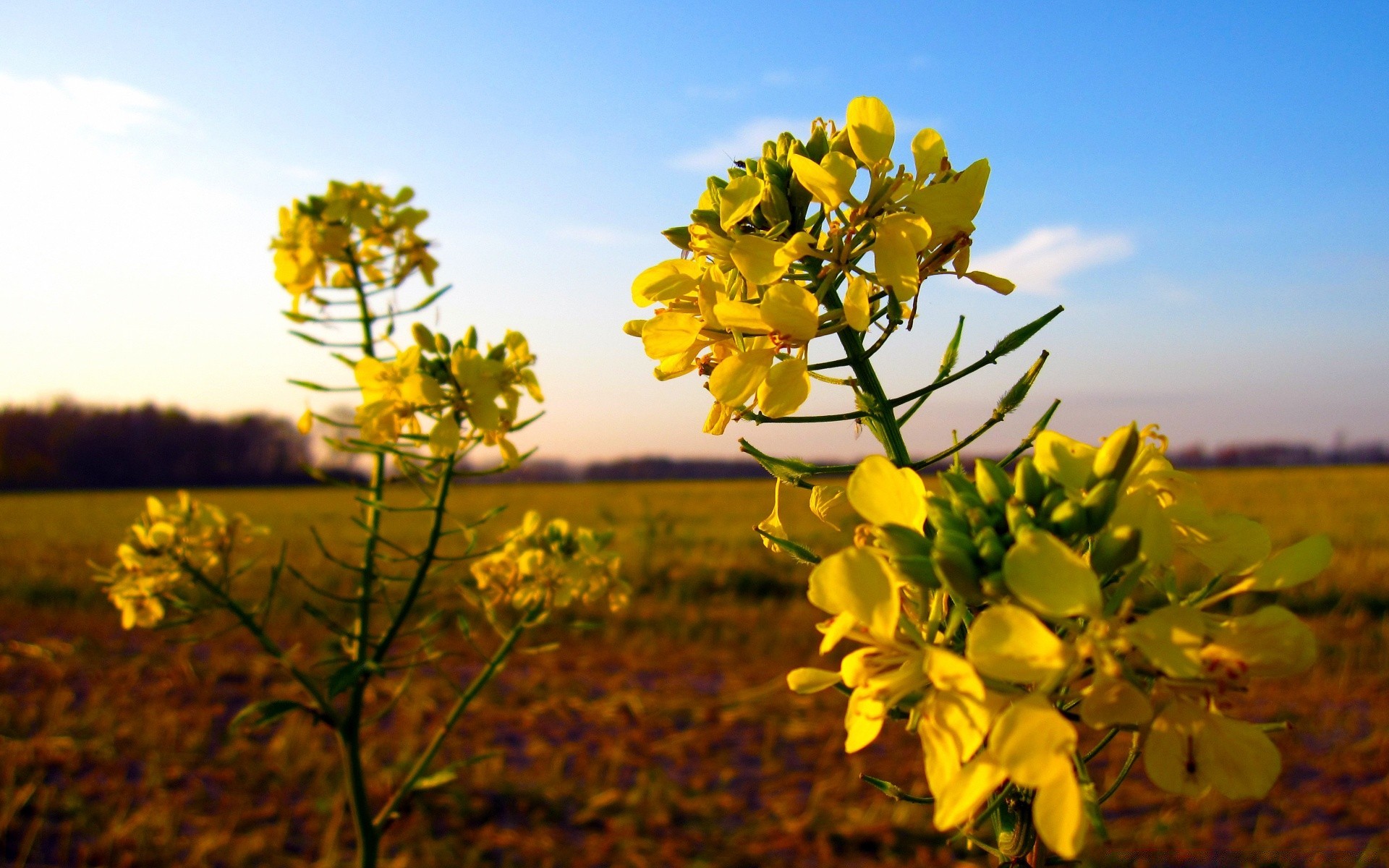 herbst natur blume feld flora blatt im freien baum gutes wetter sommer jahreszeit hell farbe sonne landwirtschaft wachstum landschaft