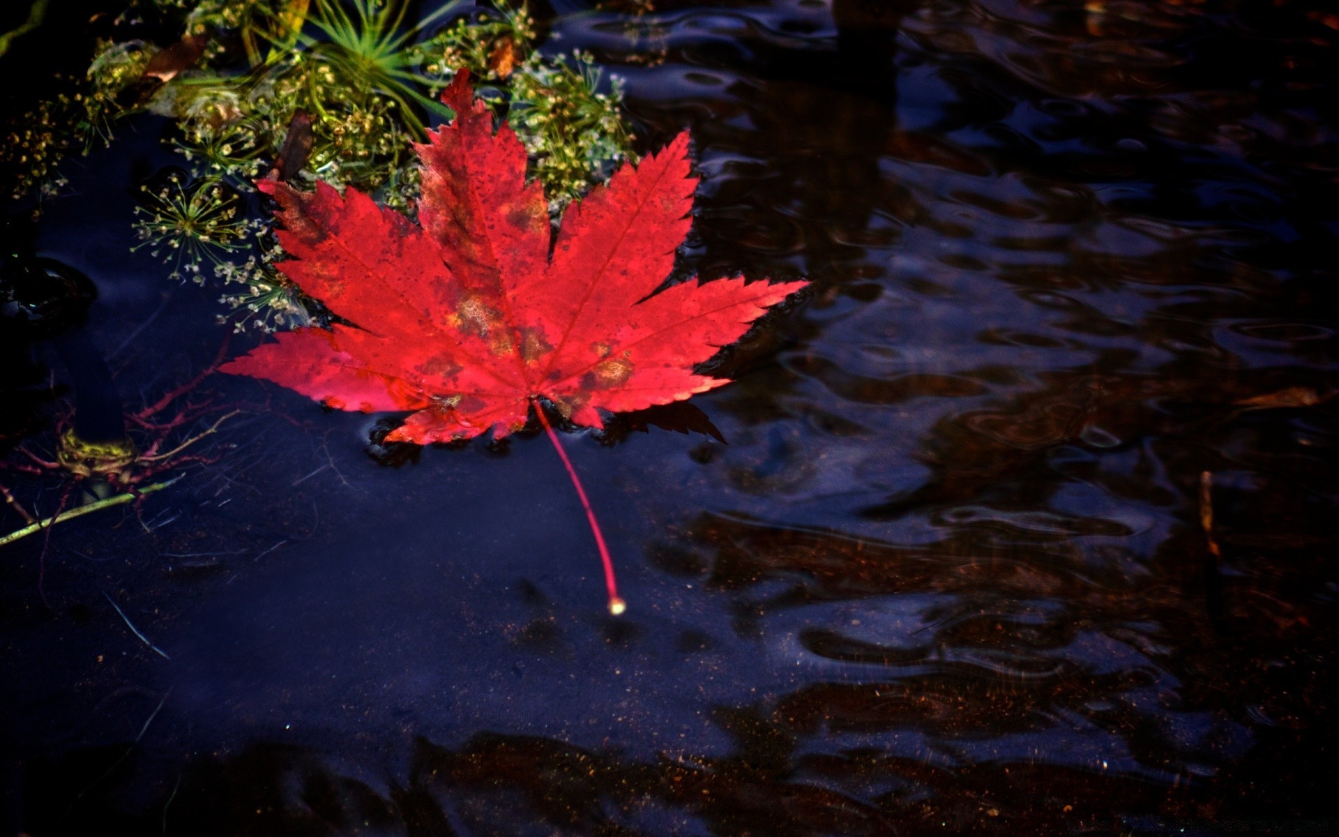 autunno foglia natura autunno acqua all aperto colore flora