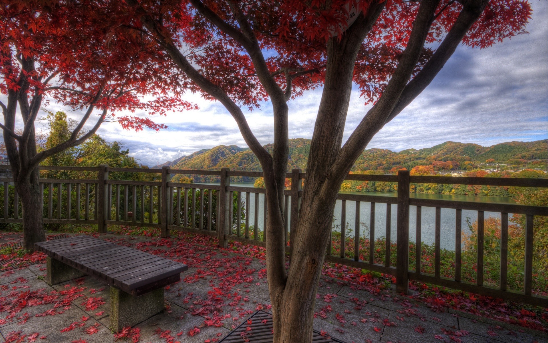 otoño árbol paisaje parque madera jardín banco hoja al aire libre