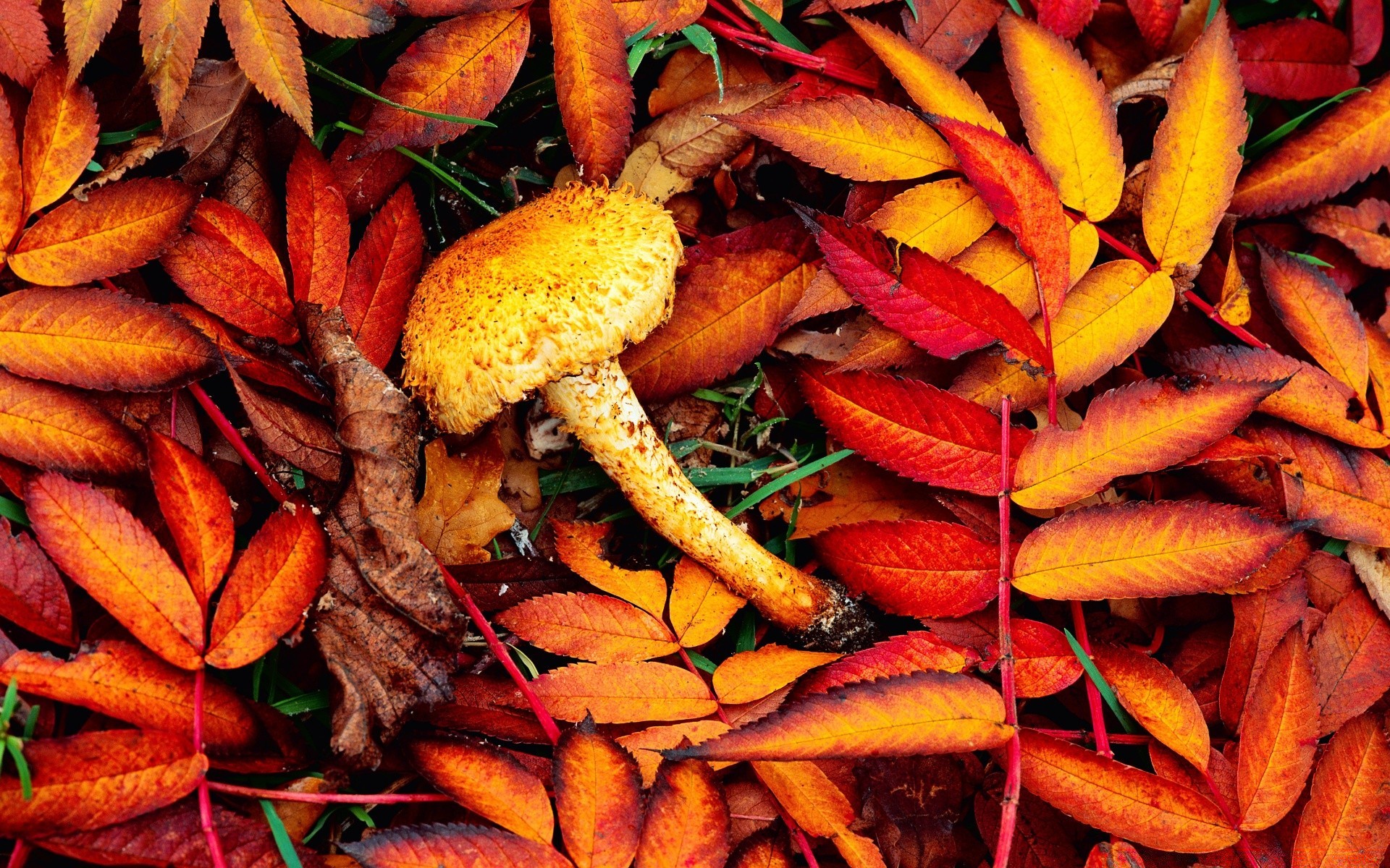 herbst lebensmittel desktop gesund schließen gemüse kochen