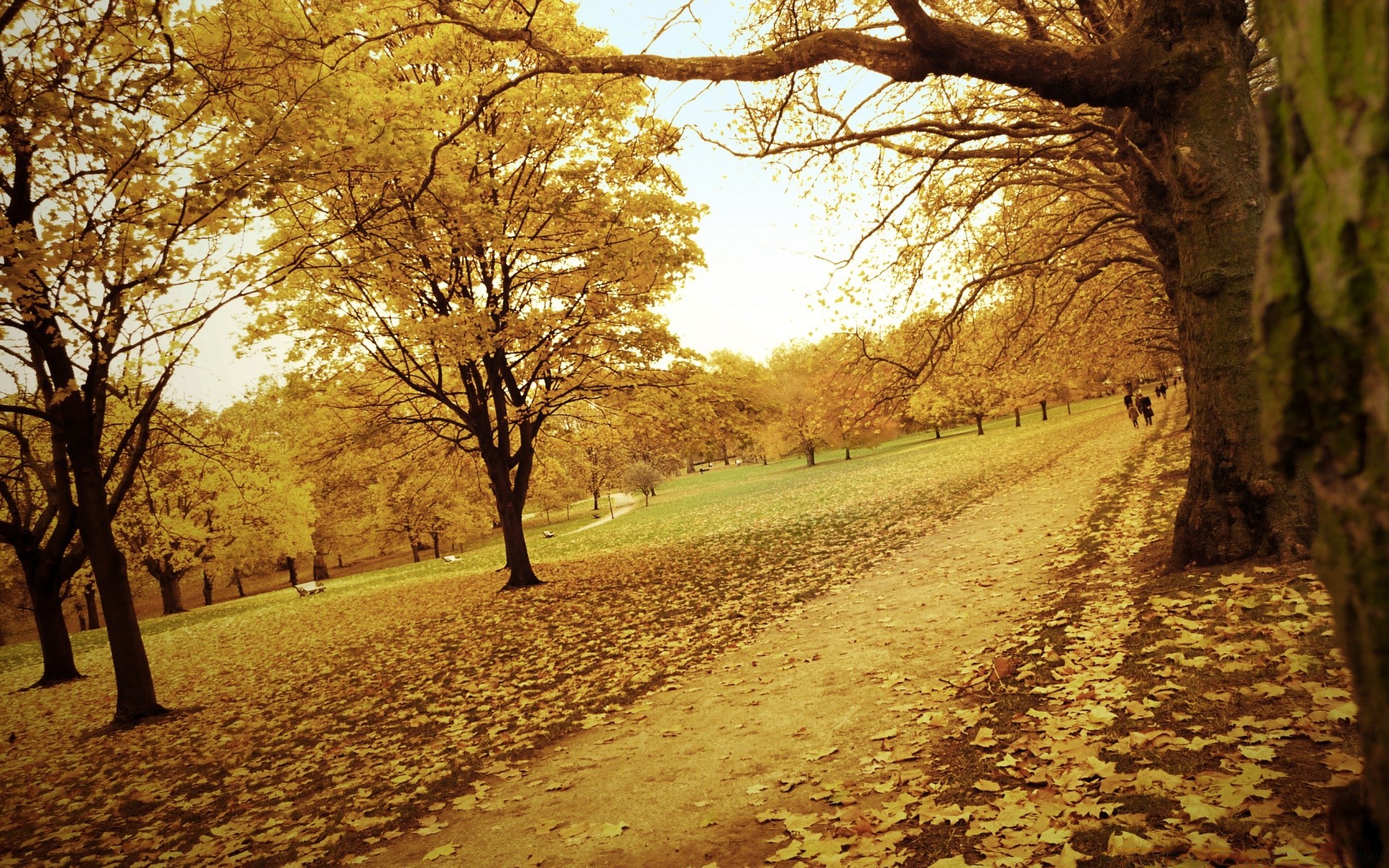 herbst baum herbst straße allee landschaft holz führung park blatt natur fußweg dämmerung im freien landschaft zweig gutes wetter jahreszeit landschaftlich gasse