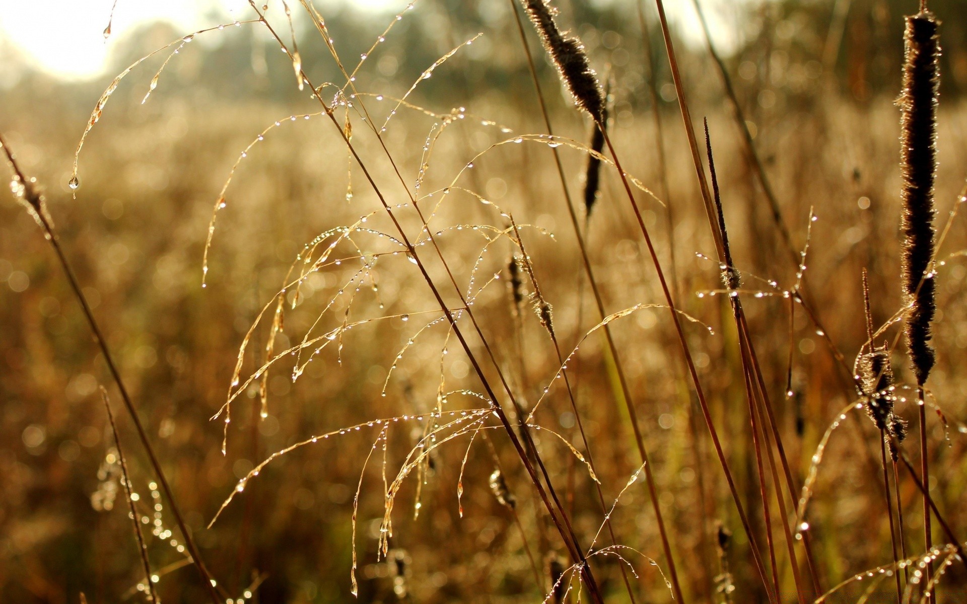 outono amanhecer natureza campo sol grama verão rural bom tempo flora close-up orvalho ouro seco ao ar livre crescimento semente fazenda outono folha flocos