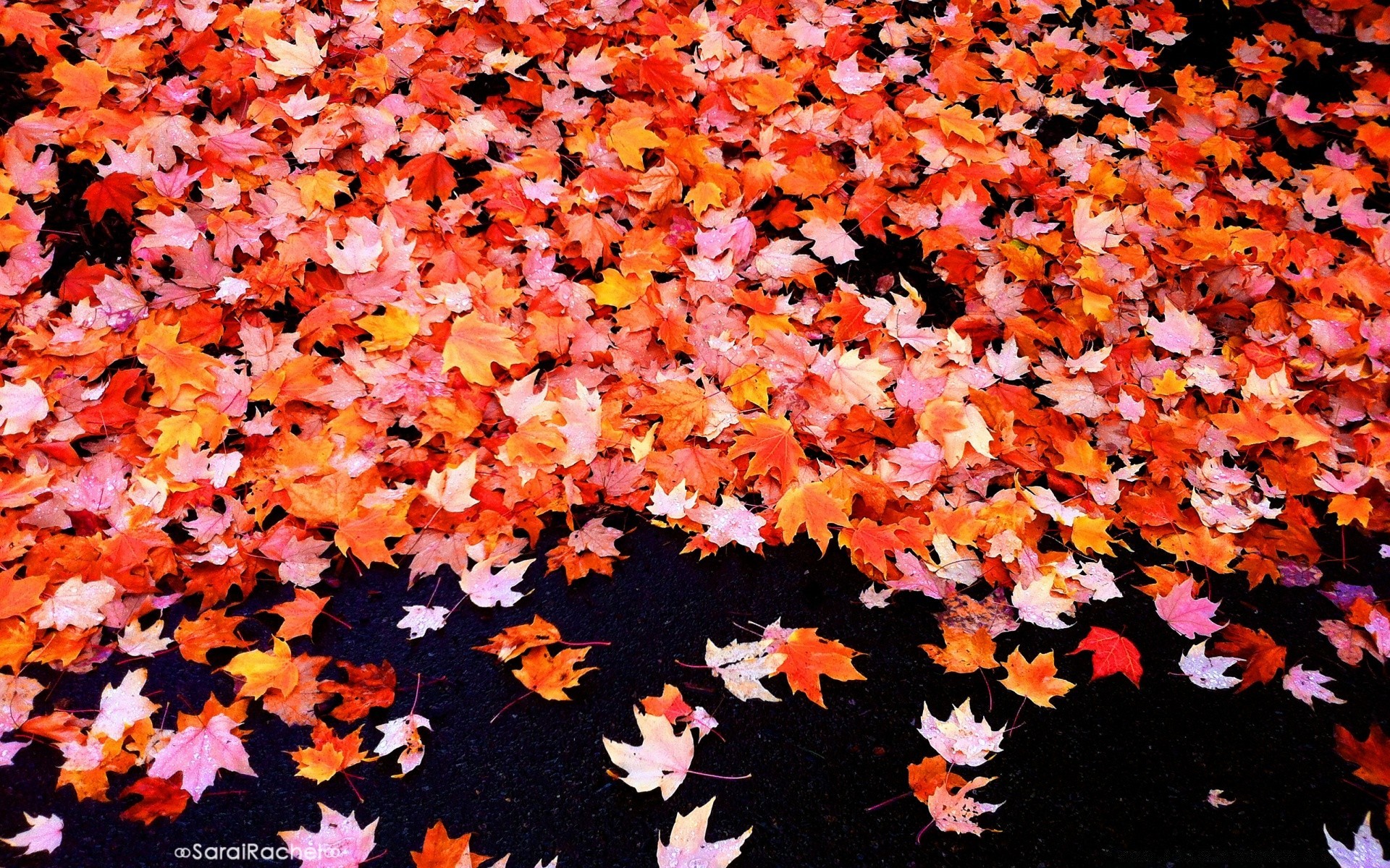 automne automne feuille saison bureau couleur érable nature modè le texture lumineux résumé flore or en plein air