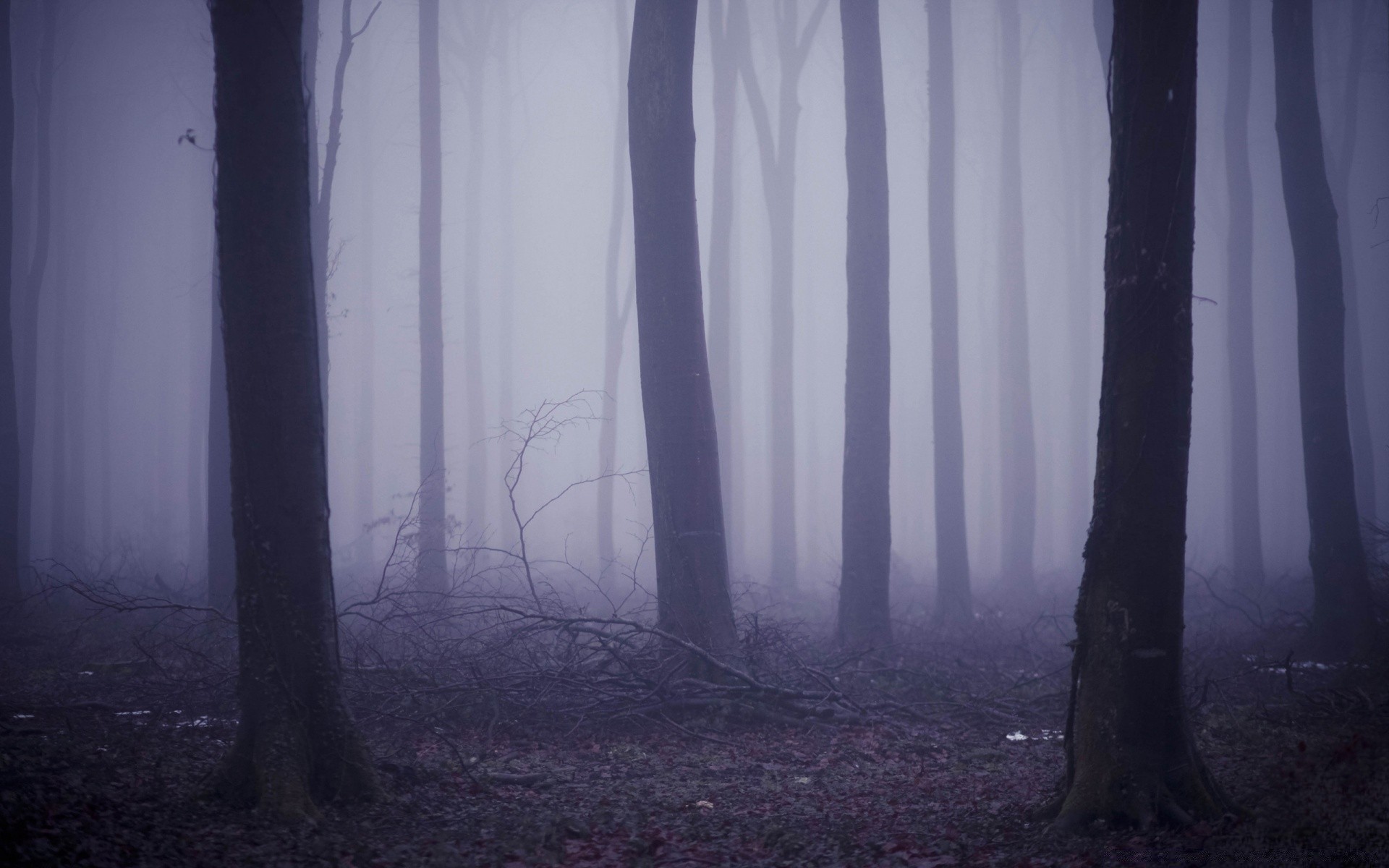 jesień mgła krajobraz mgła drzewo oświetlony drewna cień creepy światło tajemnica