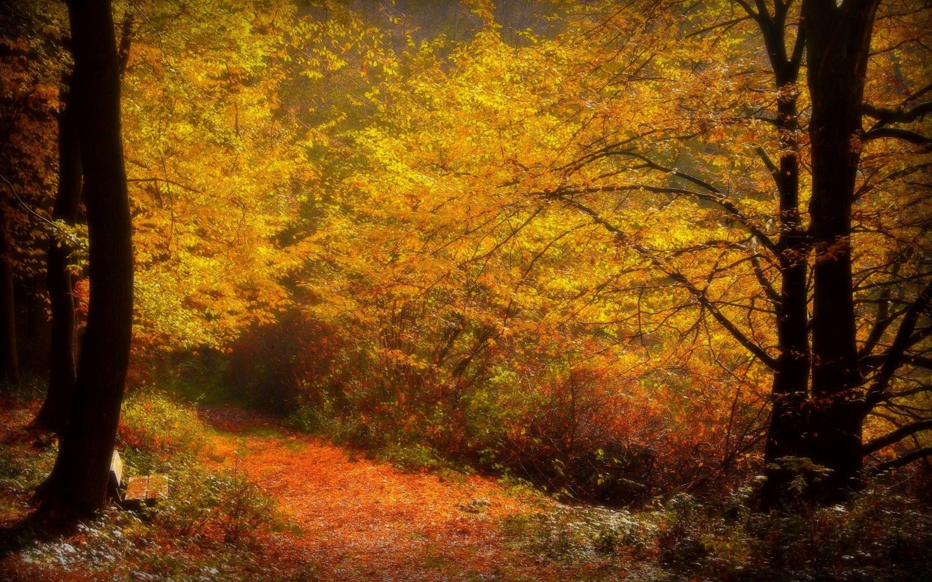 jesień jesień drzewo liść drewna krajobraz park klon środowiska natura oddział mgła światło dzienne sezon na zewnątrz światło przeciwmgielne sceniczny złoty podświetlany