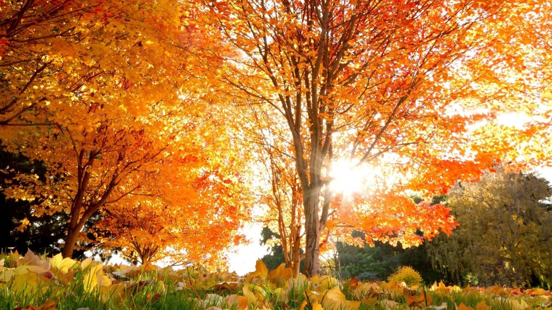 autumn fall leaf tree maple season park landscape nature gold wood outdoors scenic branch bright fair weather environment