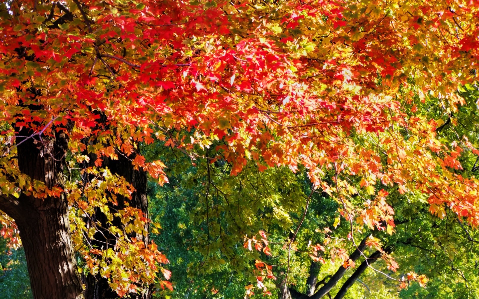 otoño hoja otoño naturaleza arce árbol temporada madera brillante al aire libre color exuberante flora cambio parque paisaje rama crecimiento rural buen tiempo