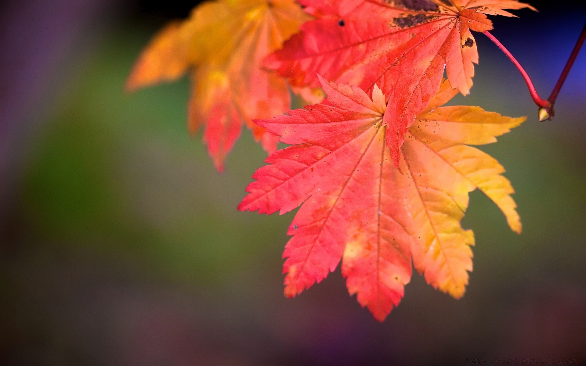 autumn leaf nature fall bright outdoors flora maple season blur growth tree fair weather color lush