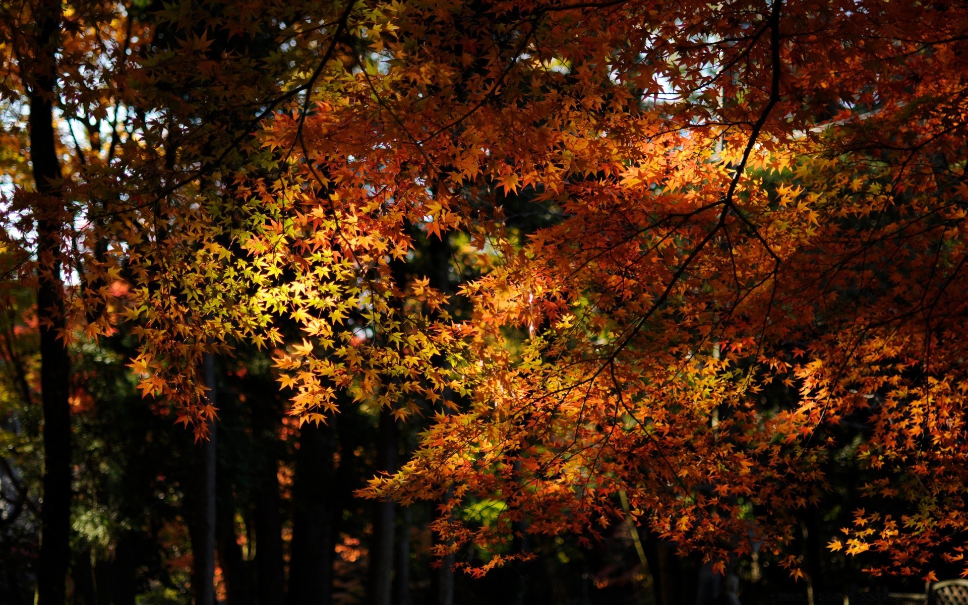 automne automne feuille arbre érable bois nature lumineux aube saison paysage beau temps à l extérieur parc soleil luxuriante branche scénique or bureau