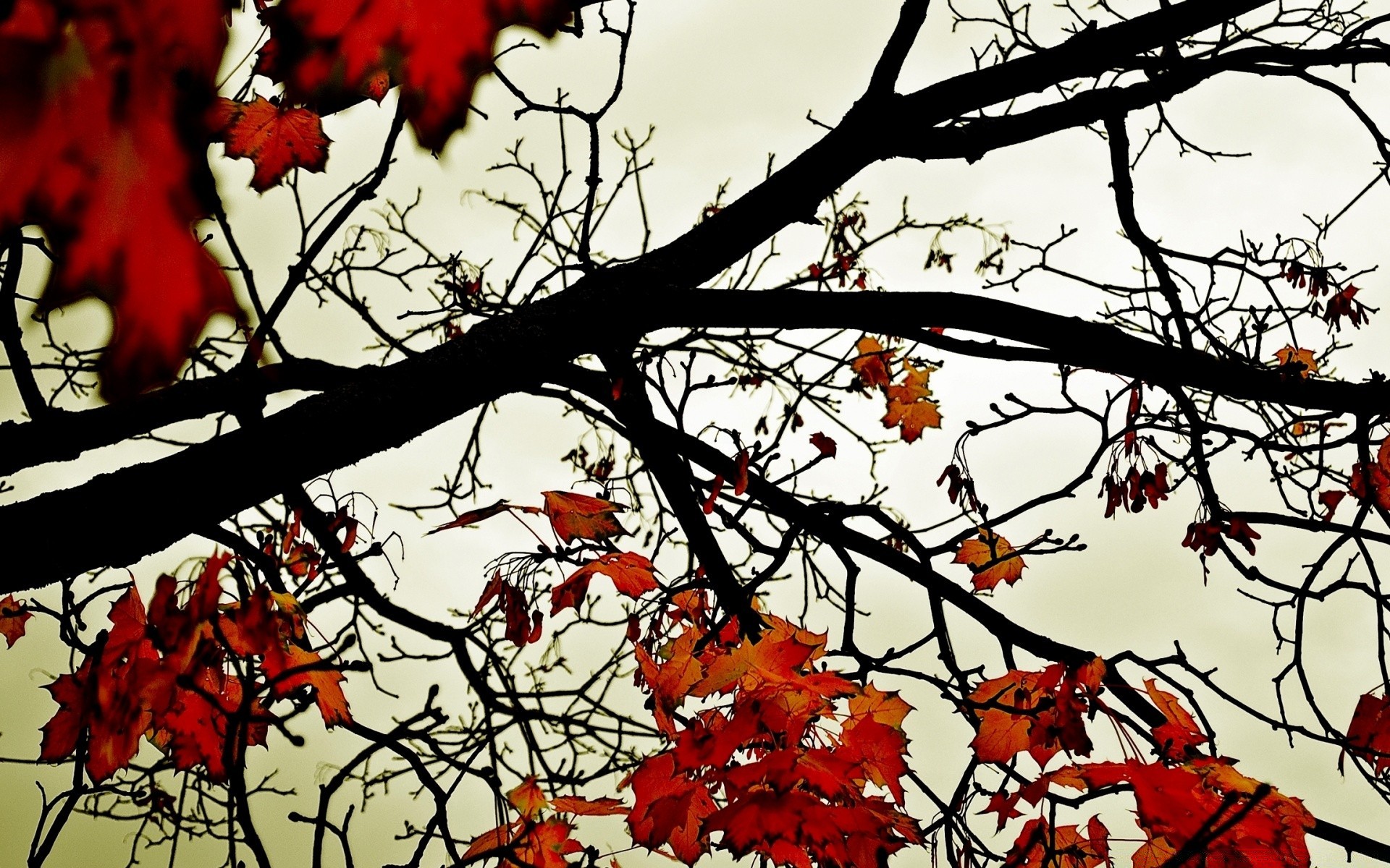 autunno ramo di un albero autunno foglia stagione natura di colore vivid flora inverno parco maple paesaggio in legno all aperto