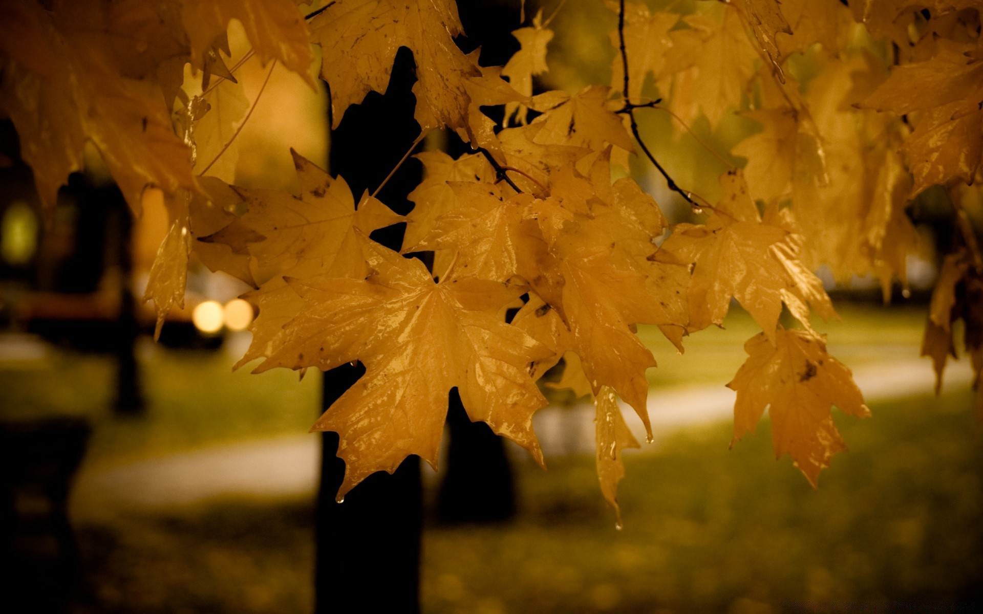 autunno autunno foglia acero sfocatura luce albero natura all aperto colore oro legno luminoso